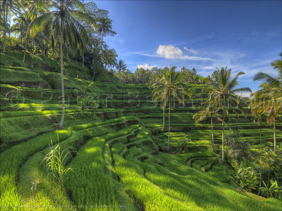 Peter Bellingham Photography Rice Terraces - Bali SQ (PBH4 00 16656)
